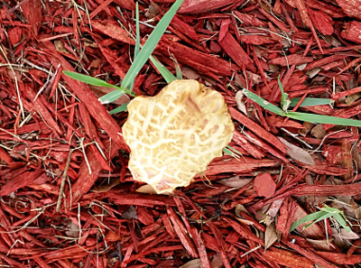 [Top-down view of the mushroom cap amid the reddish-brown bark and stray green weed under the tree. There is an irregularly regular squiggly design on the cap (reminds me of a deformed waffle iron pattern) which is a lighter color than the rest of the cap. ]